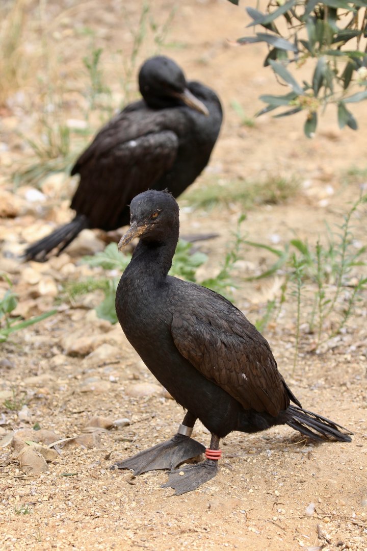 Bank Cormorant, Birdworld, August 2020