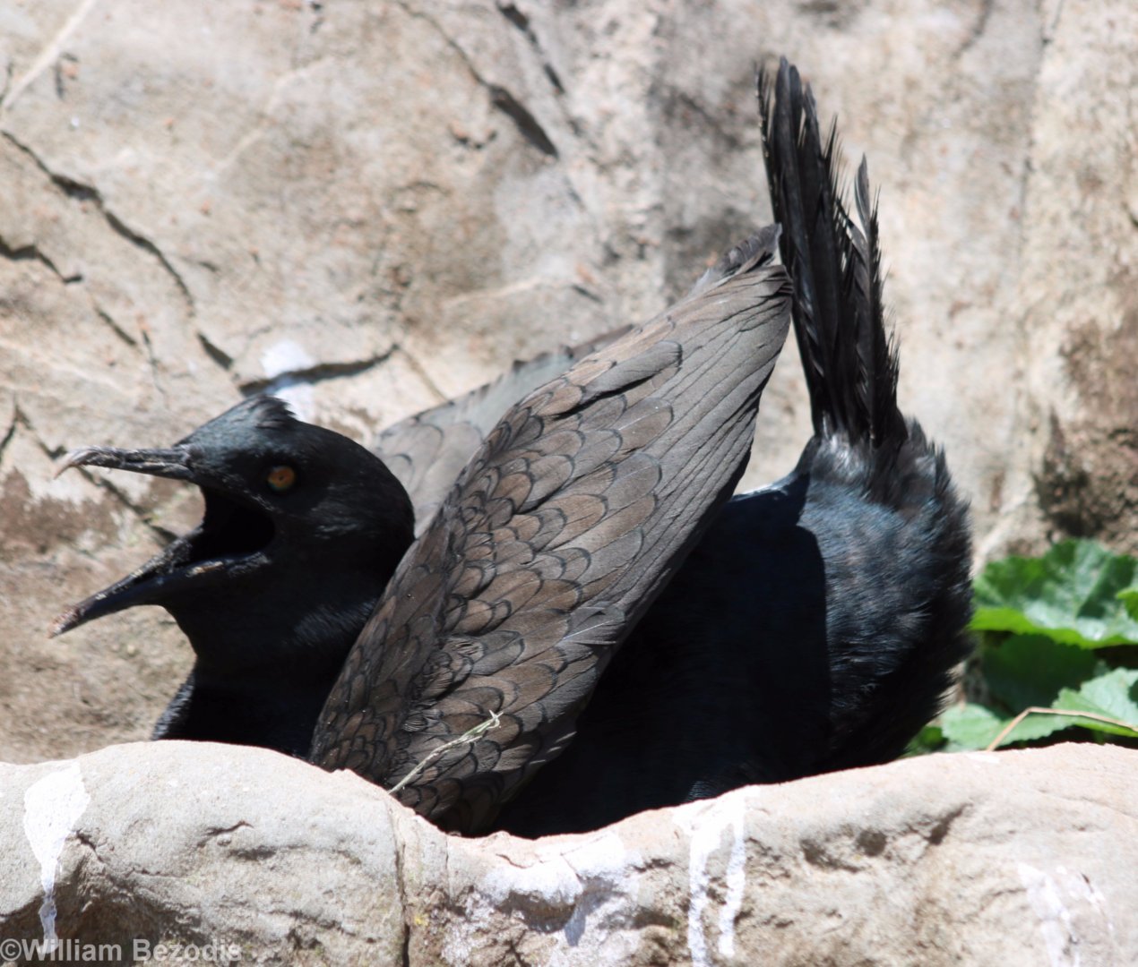Bank Cormorant Displaying