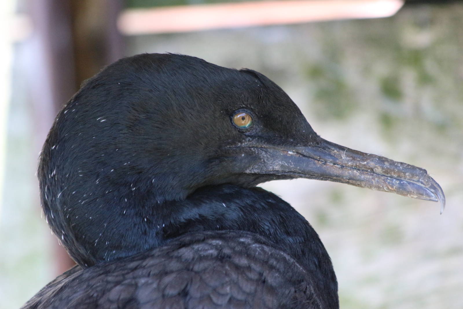 Bank Cormorant @ Living Coasts 22.09.2016