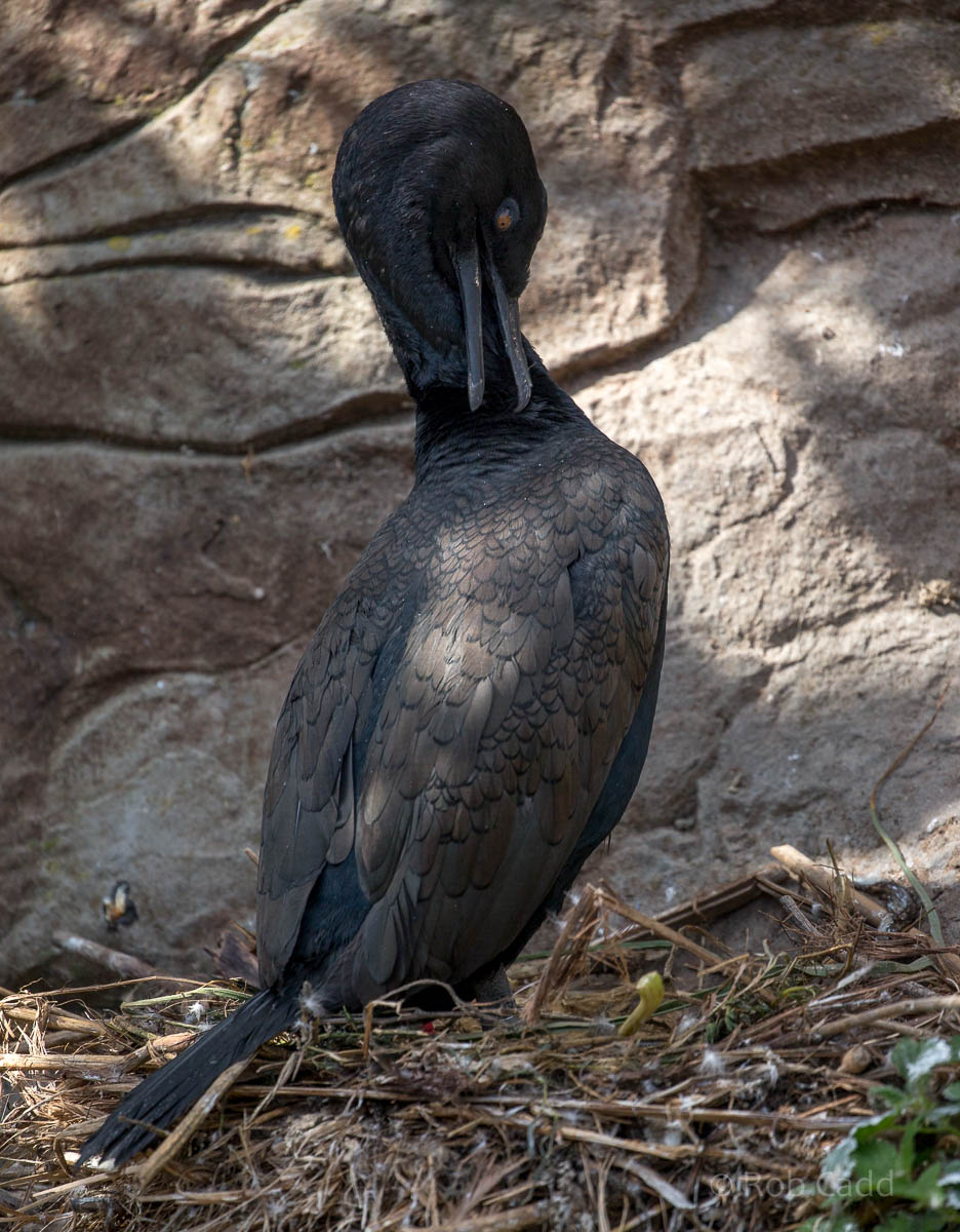 Bank cormorant : Living Coasts : 24 Sep 2015