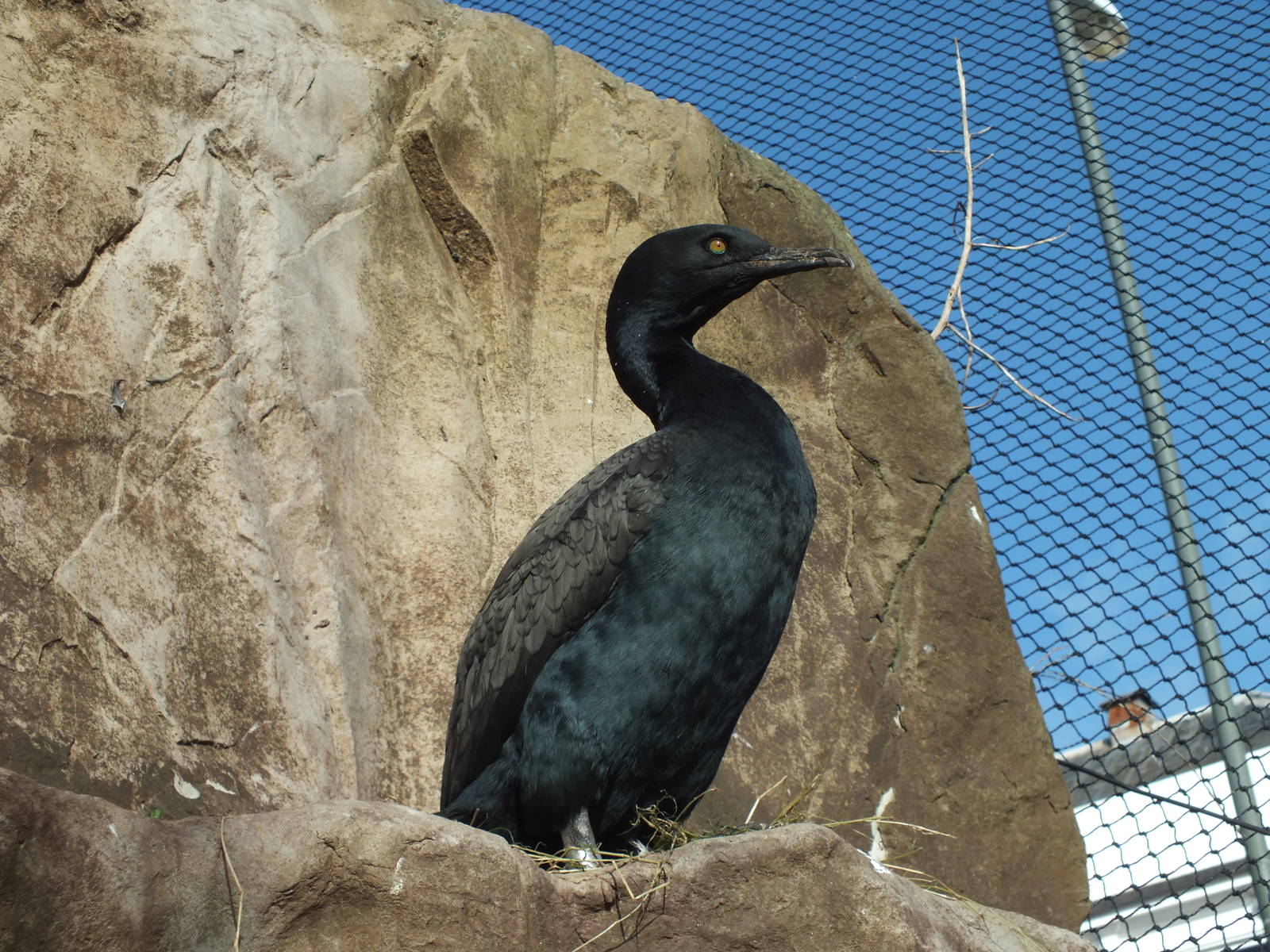 Bank cormorant (Phalacrocorax neglectus) at Living Coasts - January 30th 20