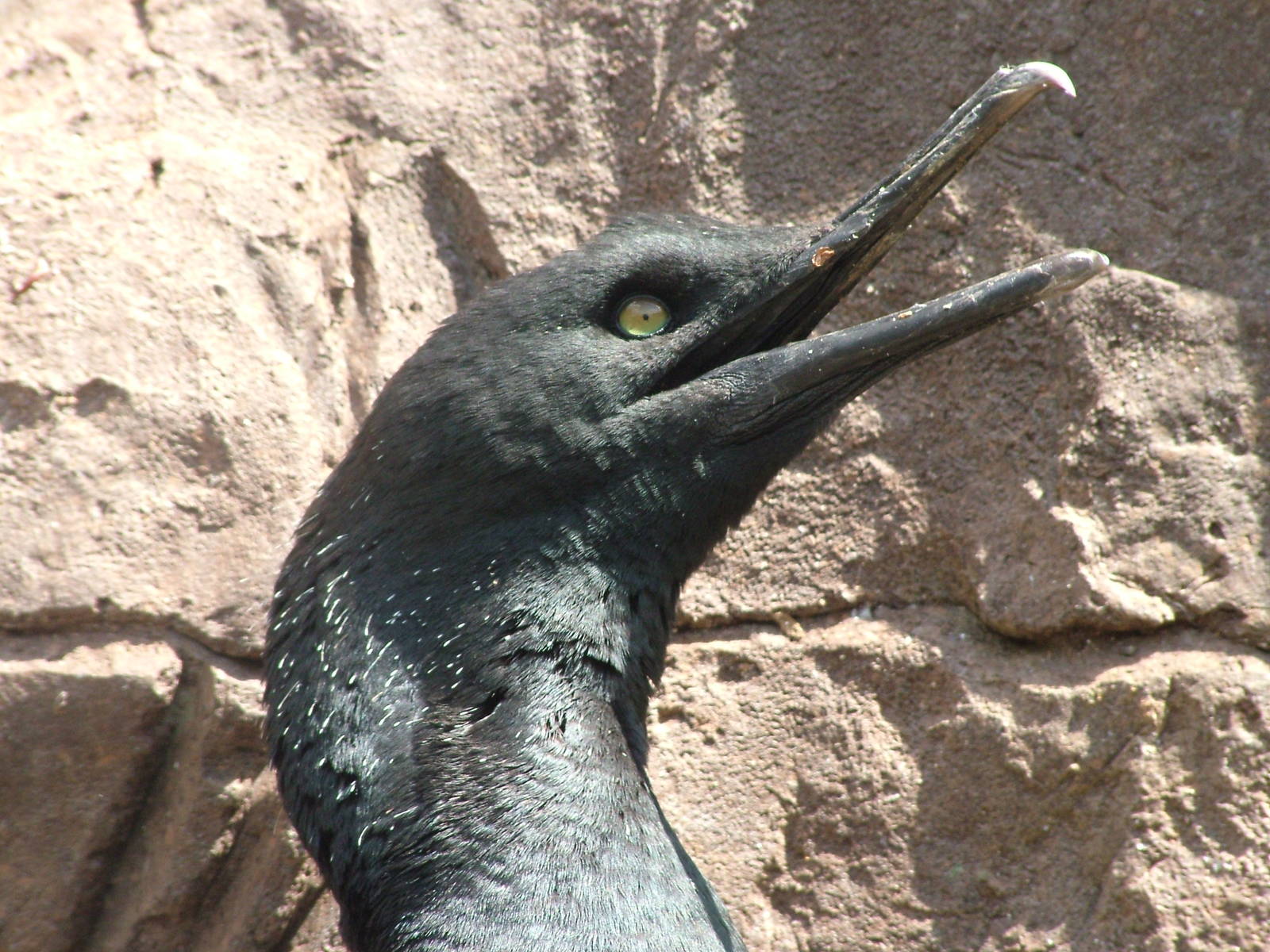 Bank Cormorant (Phalacrocorax neglectus) at Living Coasts