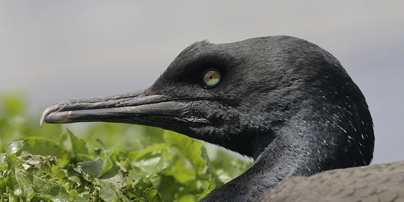 Bank cormorant profile