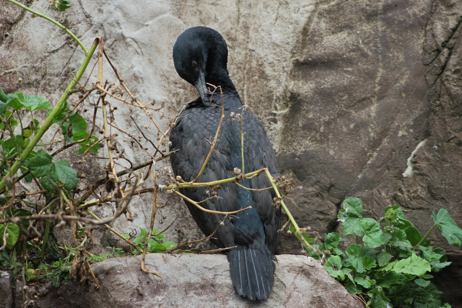 Bank cormorant