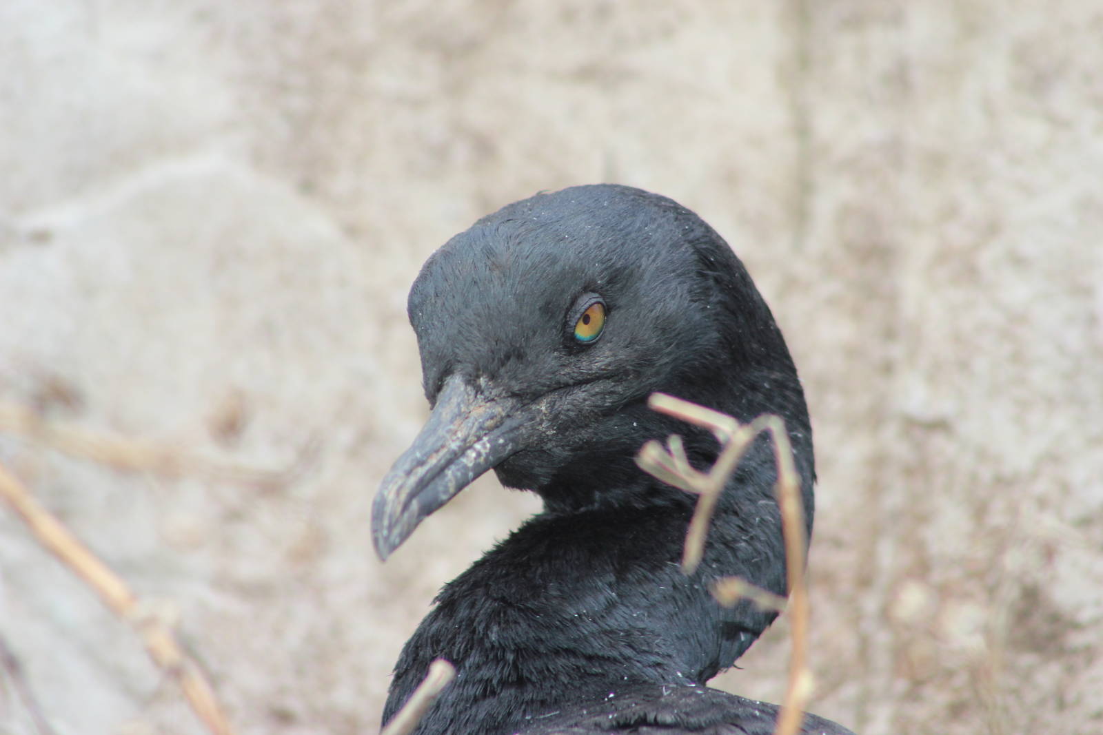 Bank cormorant