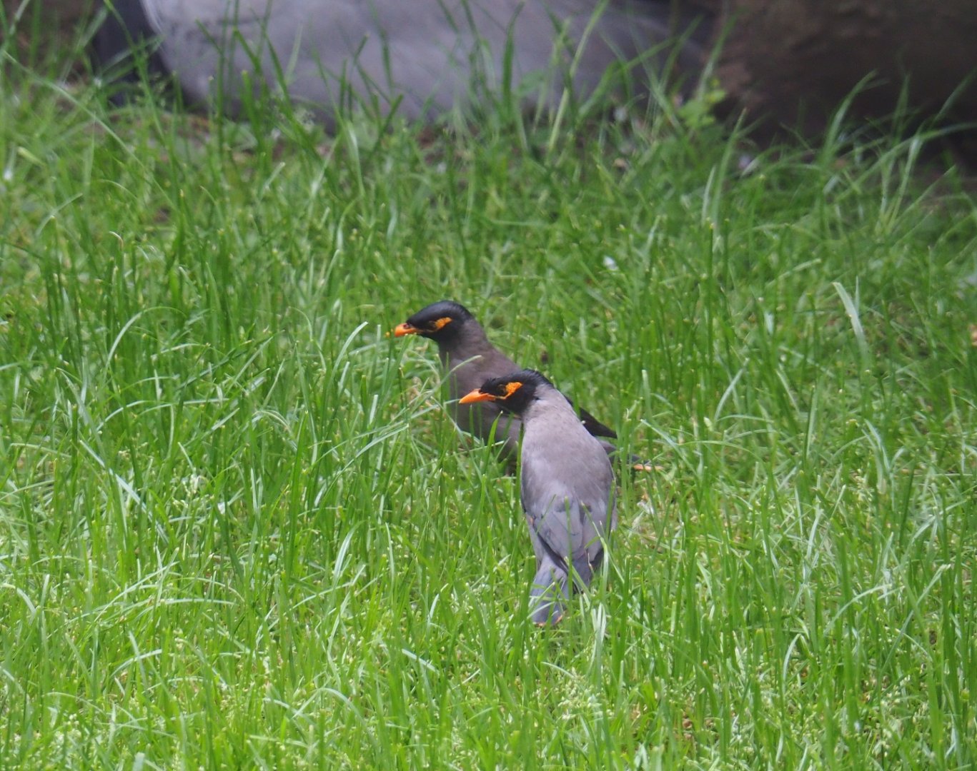 Bank myna (Acridotheres ginginianus), 2019-05-31