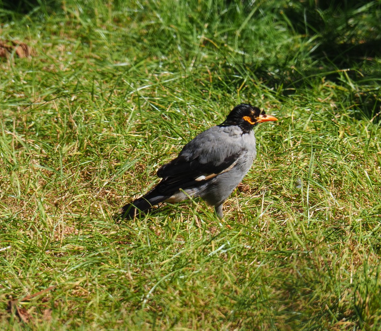 Bank myna (Acridotheres ginginianus), 2019-07-23