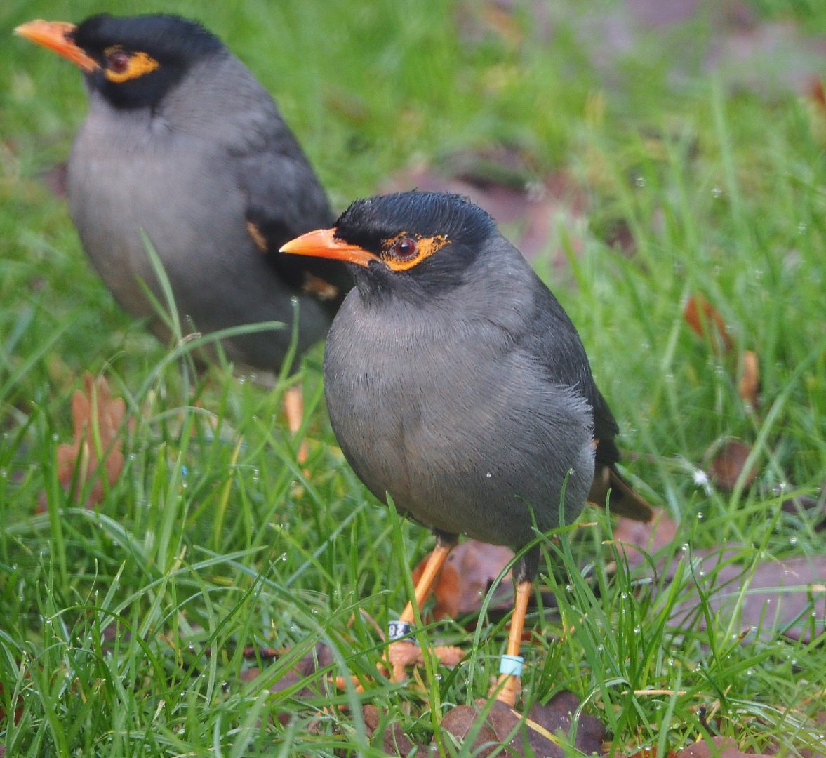 Bank myna (Acridotheres ginginianus), 2019-12-28