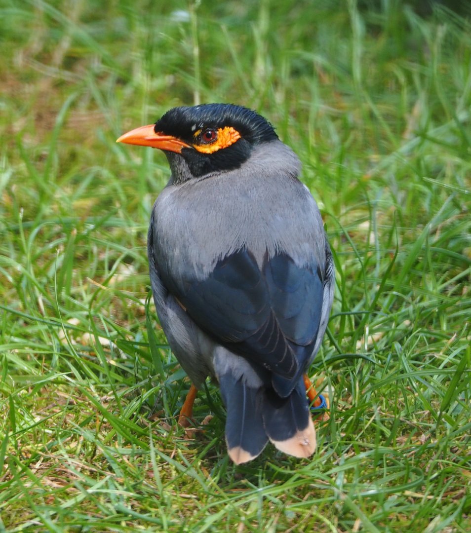 Bank myna (Acridotheres ginginianus), 2020-06-12