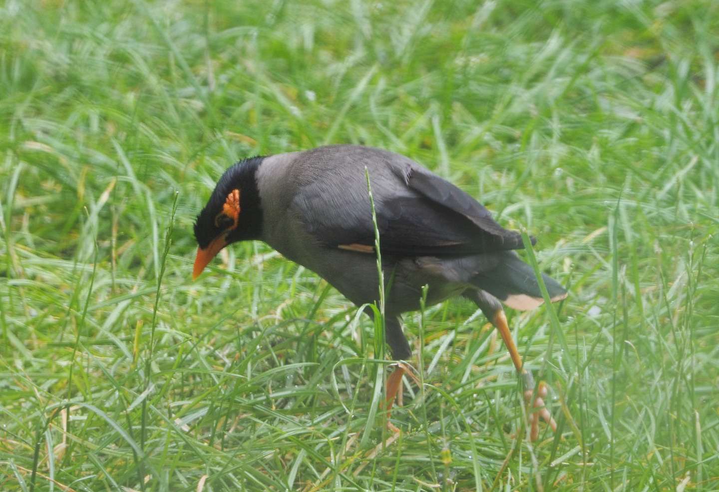 Bank myna (Acridotheres ginginianus), 2020-07-14