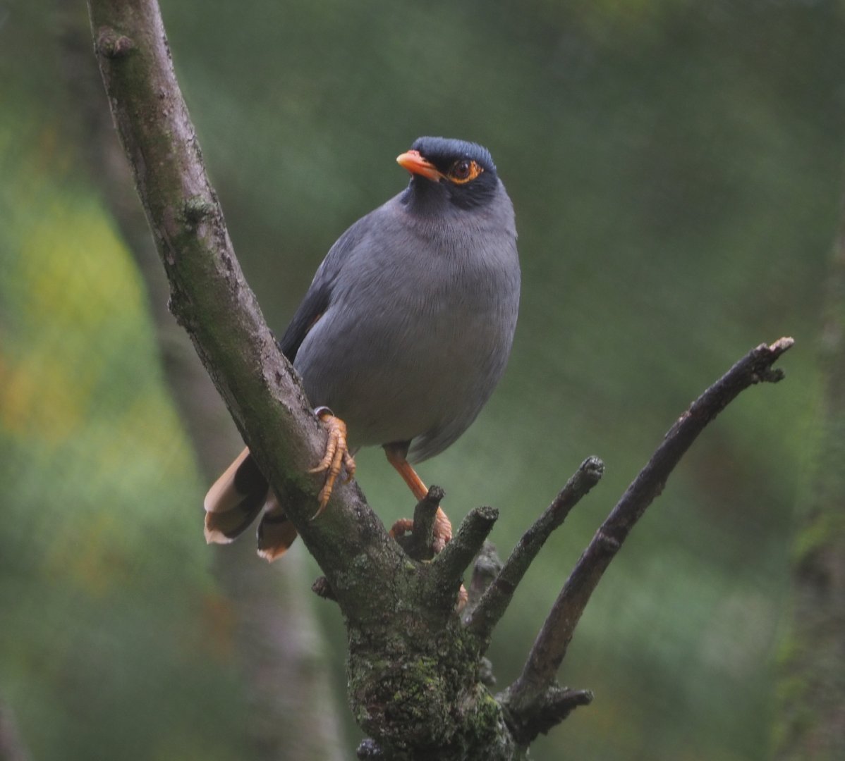 Bank myna (Acridotheres ginginianus), 2020-10-19