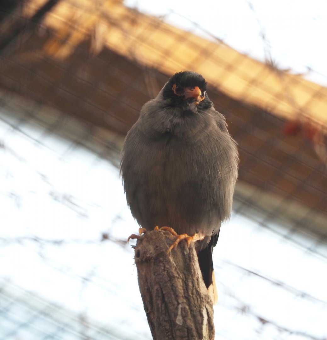 Bank myna (Acridotheres ginginianus), 2022-07-03