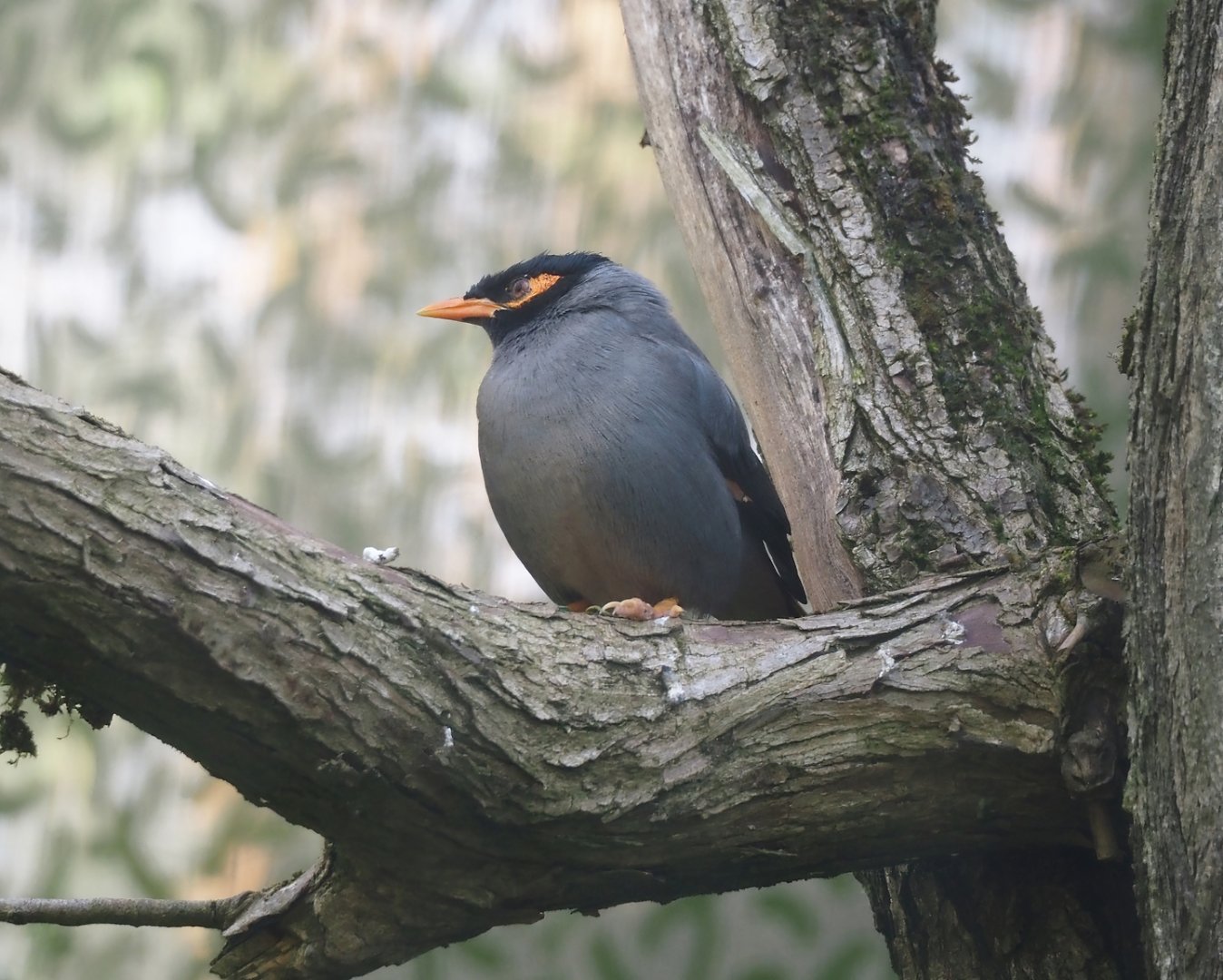 Bank myna (Acridotheres ginginianus), 2024-05-28