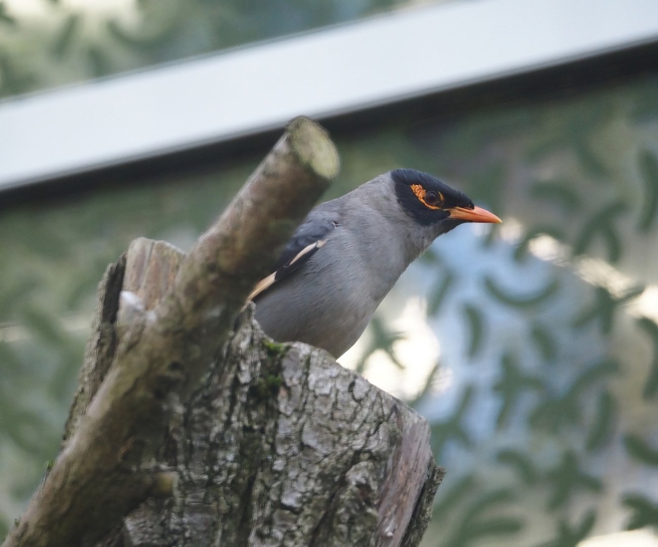 Bank myna (Acridotheres ginginianus), 2024-05-28