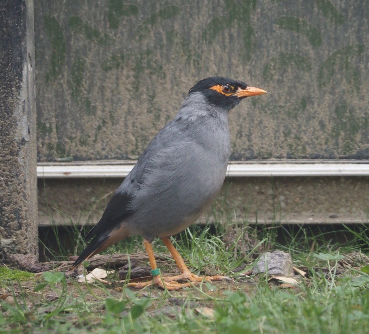 Bank myna (Acridotheres ginginianus), 2025-07-12