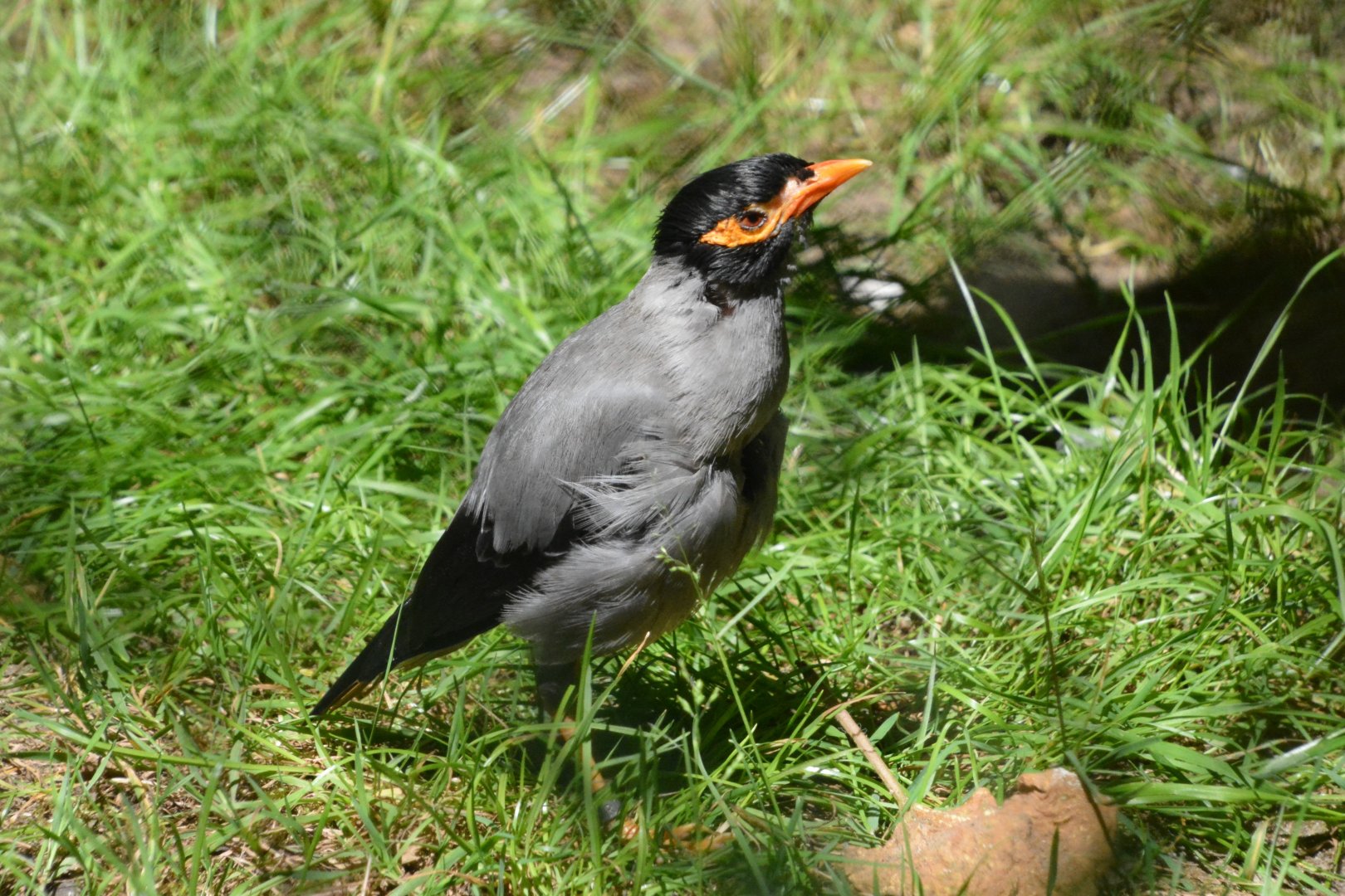 Bank myna (Acridotheres ginginianus)