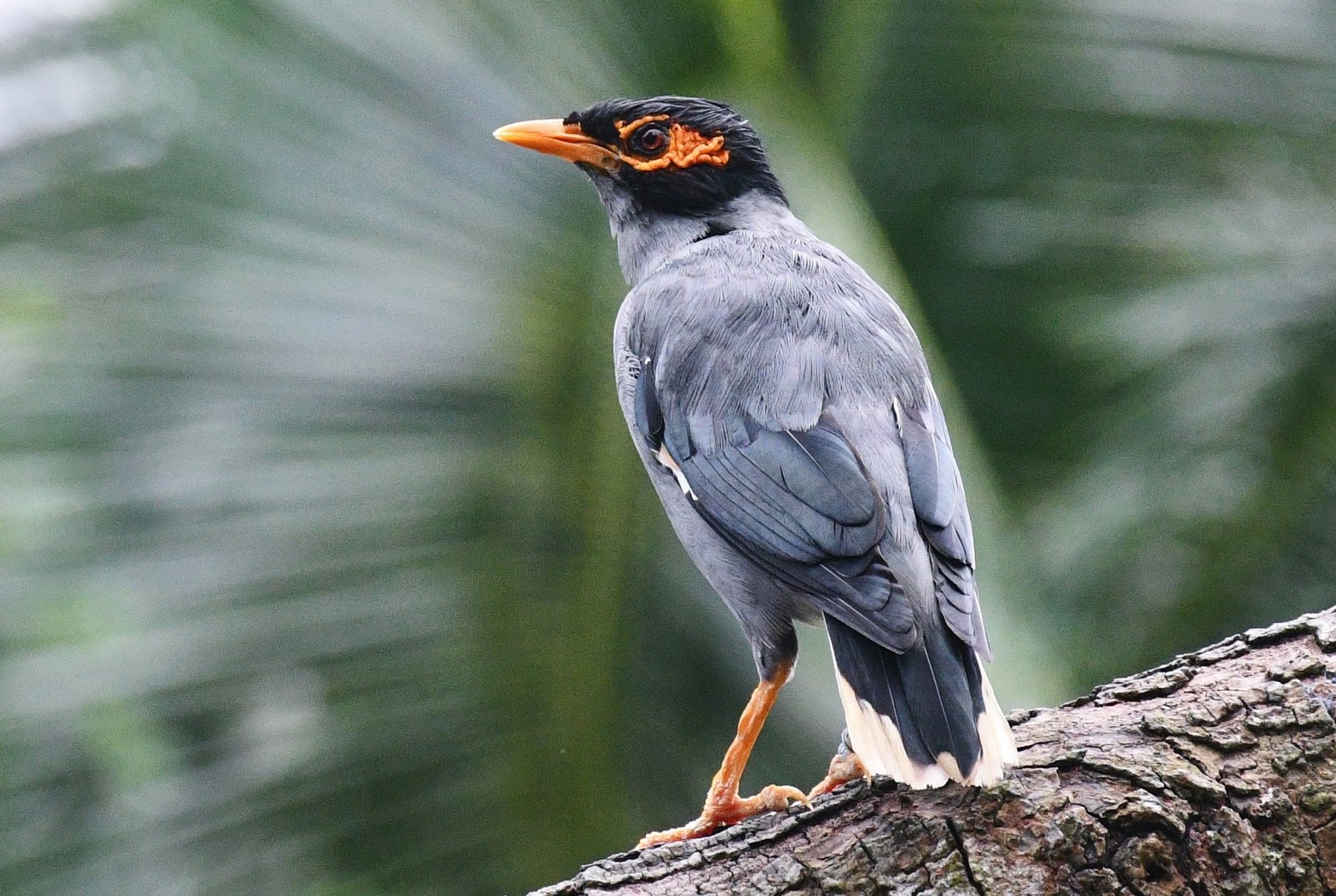 Bank Myna (Acridotheres ginginianus)