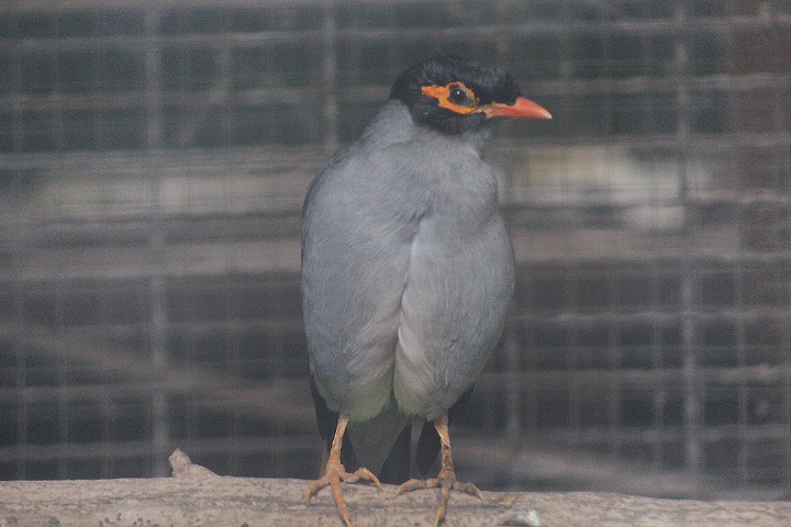Bank myna (Acridotheres ginginianus)