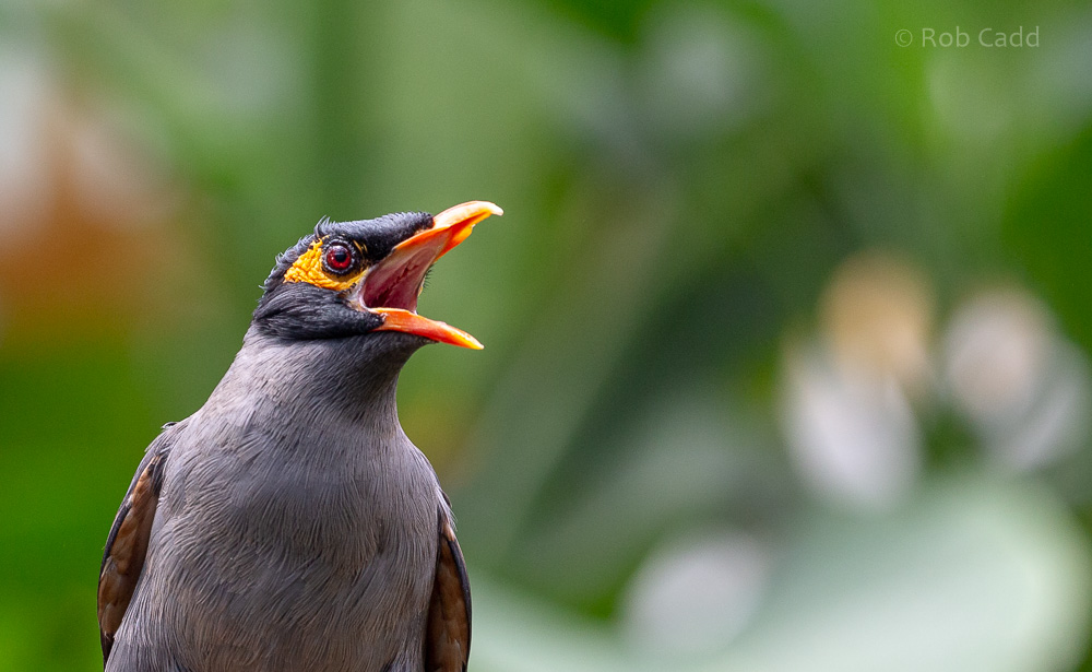 Bank myna : Cotswold WP : 12 Jul 2019