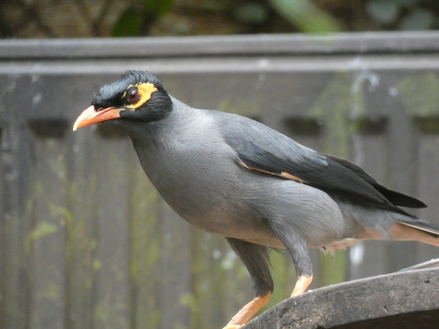 Bank Myna