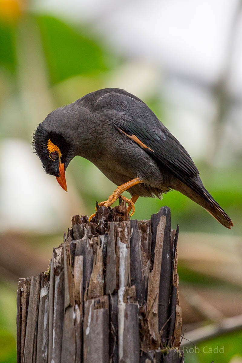 Bank mynah : Cotswold WP : 12 Apr 2015