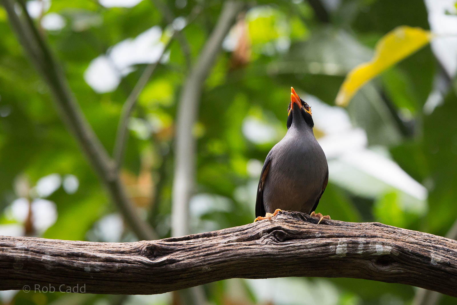Bank mynah : Cotswold WP : 27 Jun 2014