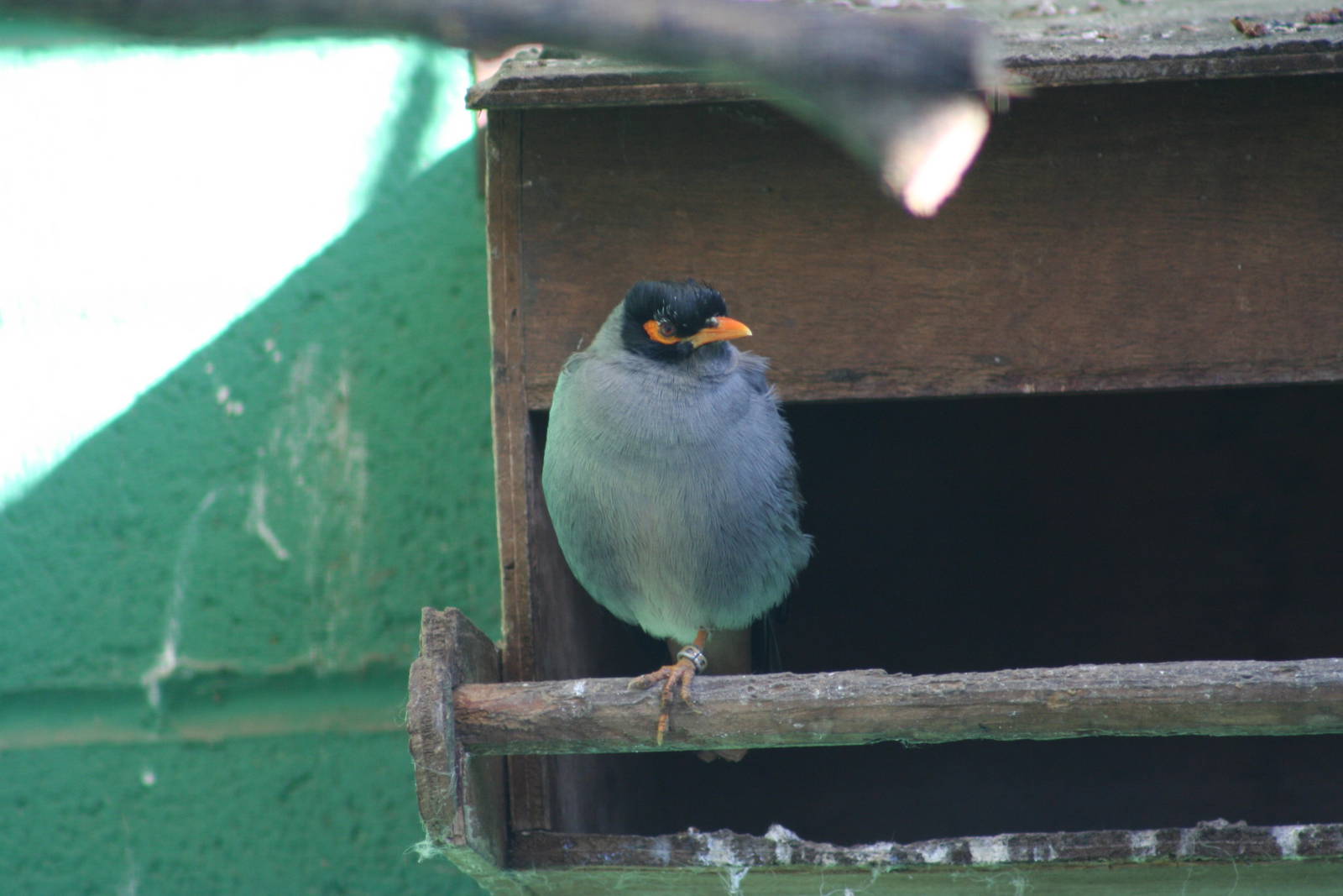 Bank Mynah @ Lotherton; 10.11.2010