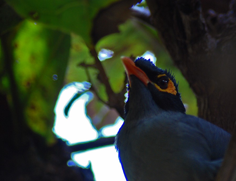 Bank Mynah
