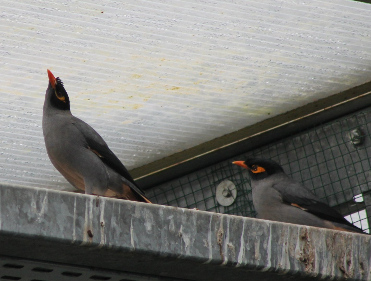 Bank mynah's