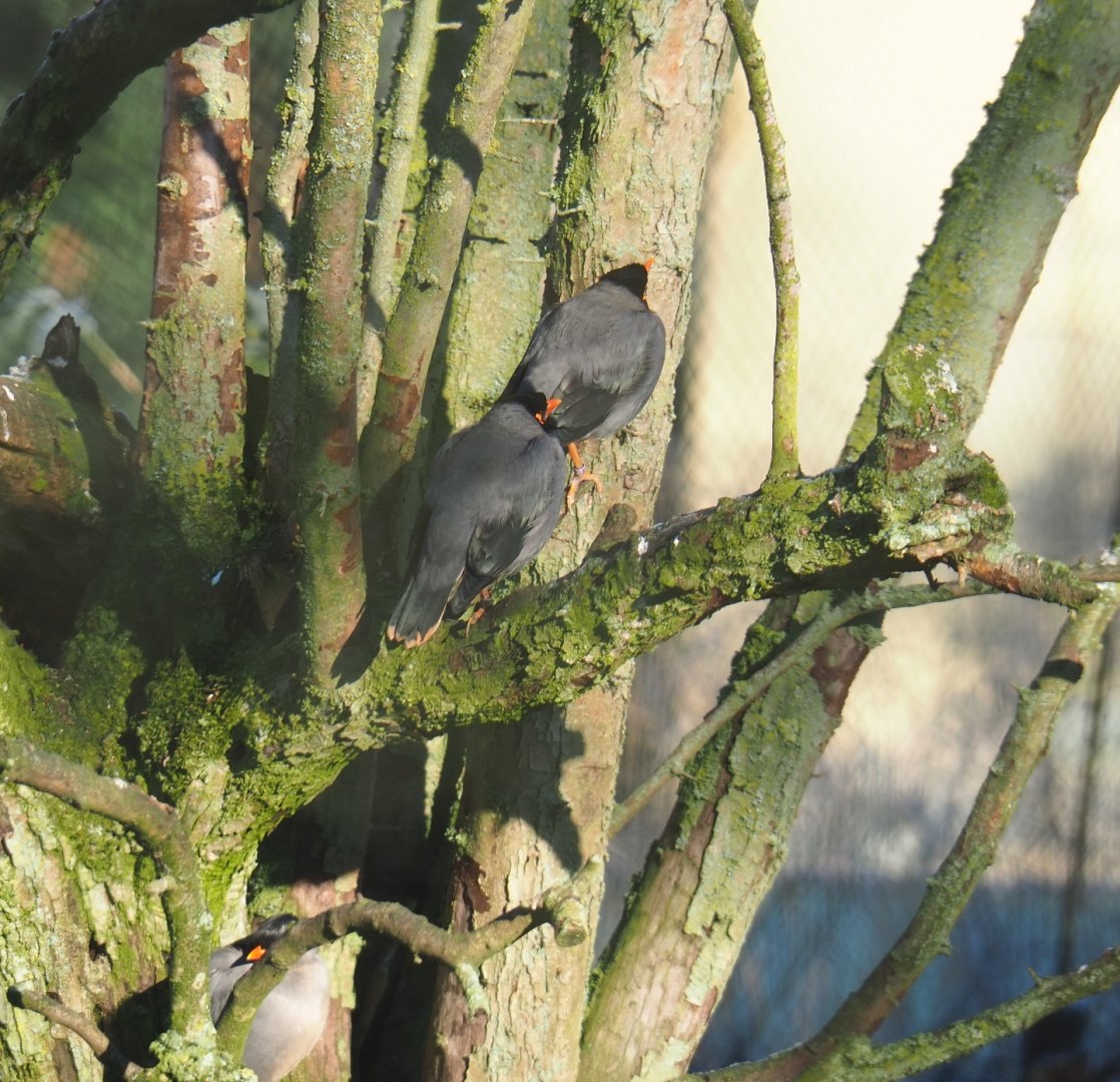 Bank mynas (Acridotheres ginginianus), Jan 20th, 2019