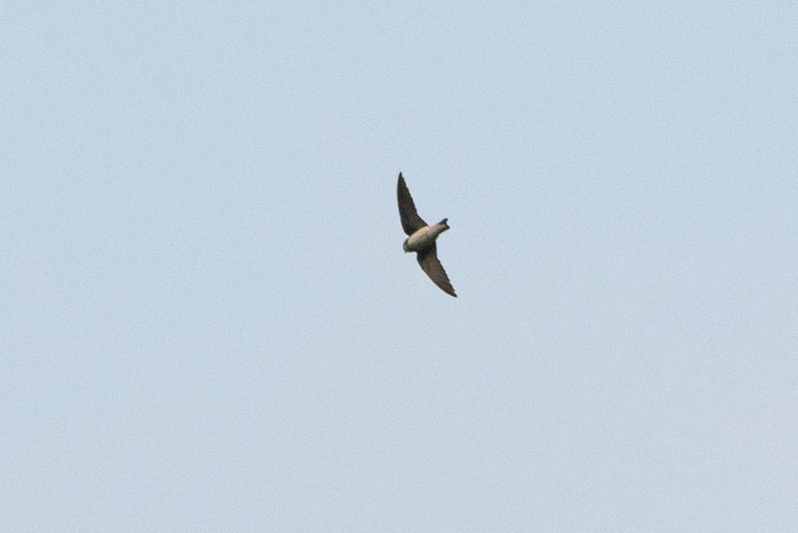 Bank Swallow- Riparia riparia