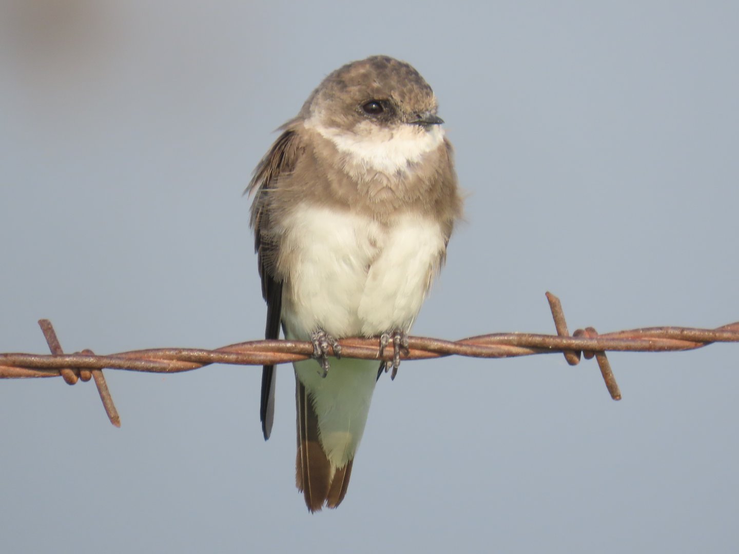 Bank Swallow (Riparia riparia)