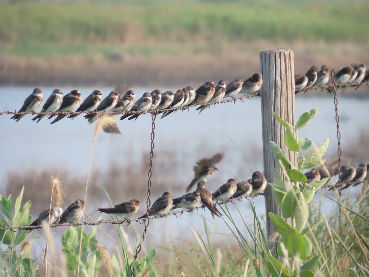 Bank Swallows (Riparia riparia) & Cliff Swallows (Petrochelidon pyrrhonota)
