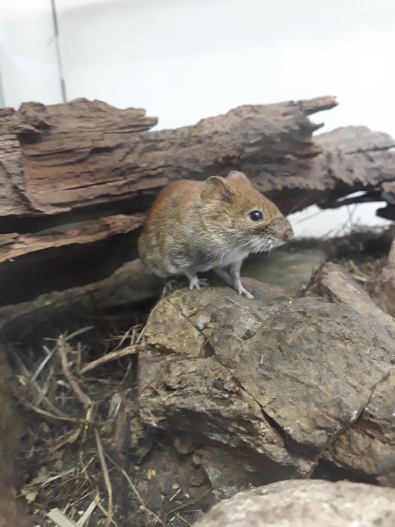 Bank Vole (Clethrionomys glareolus)