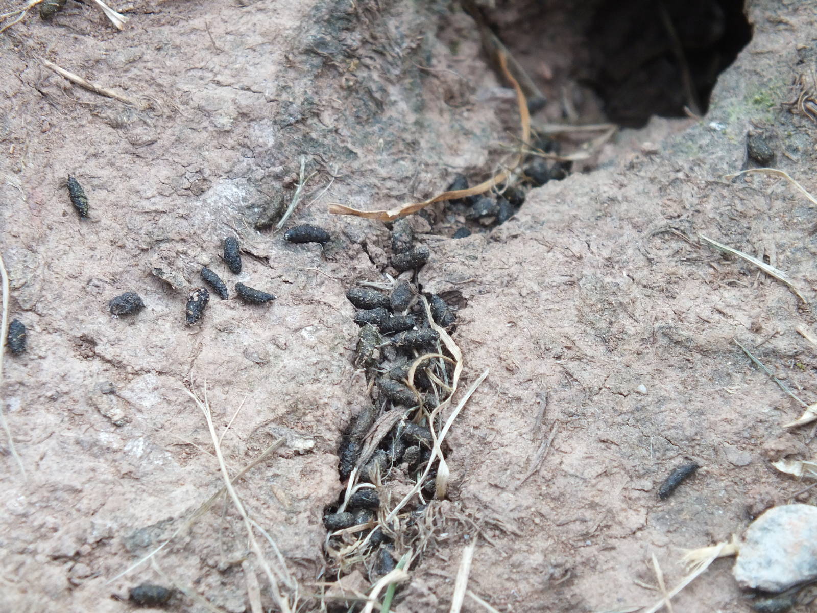 Bank Vole Droppings