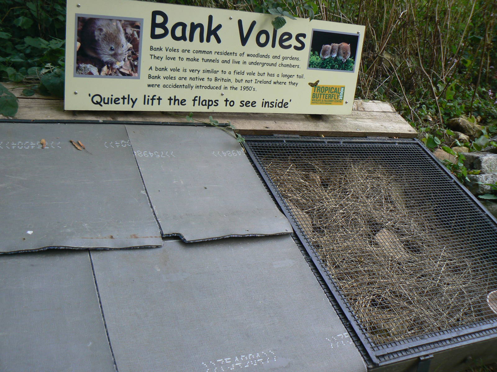 Bank Vole Enclosure