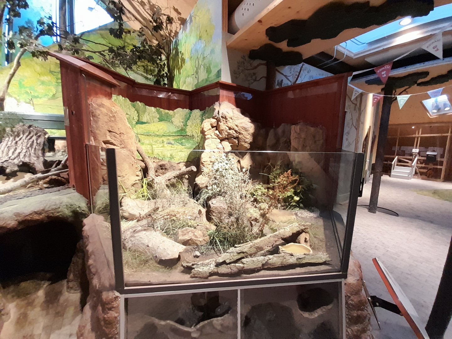 Bank vole enclosure