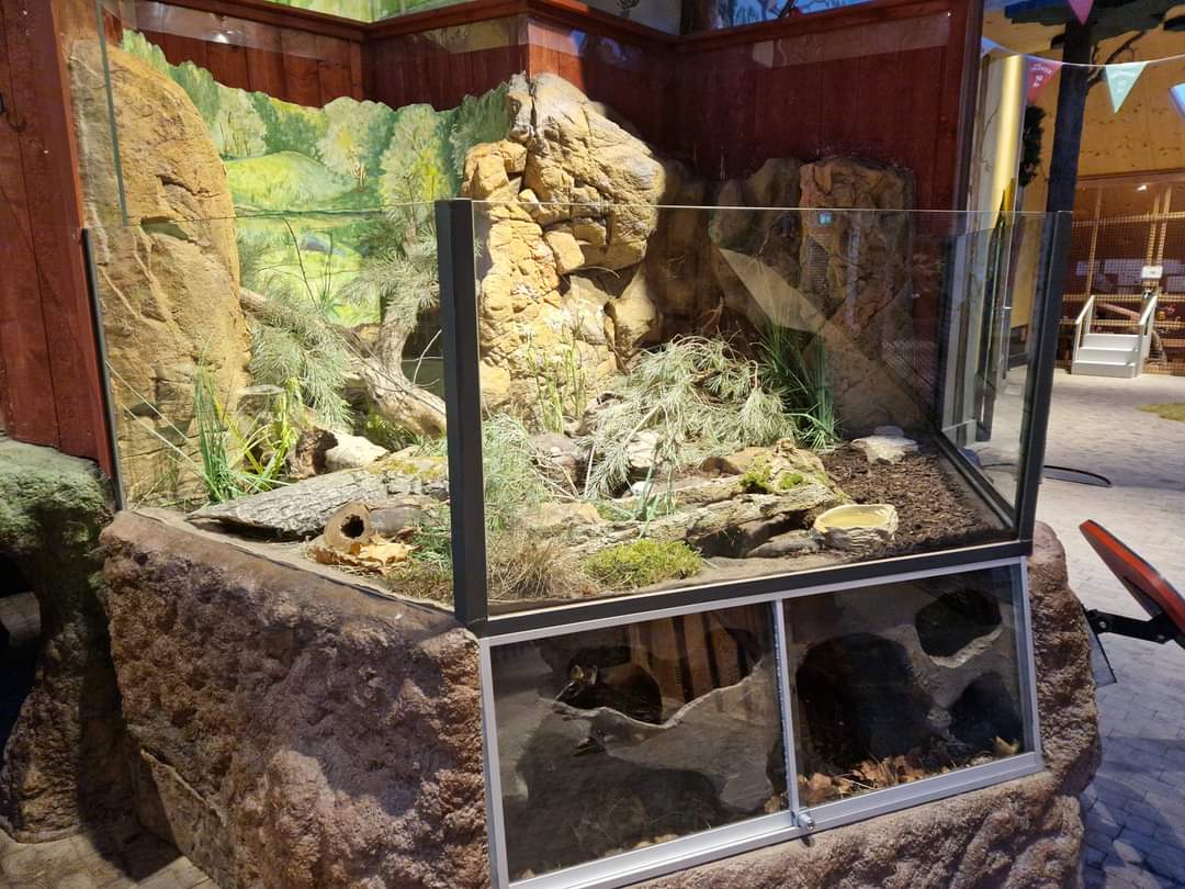 Bank vole exhibit, Children zoo