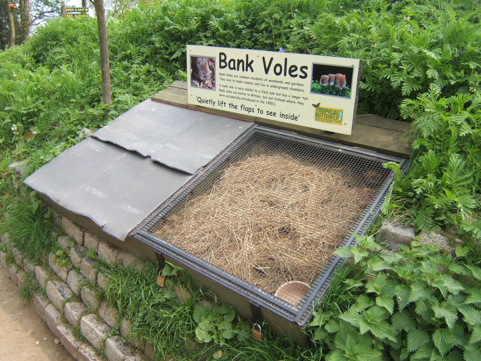 Bank Vole exhibit
