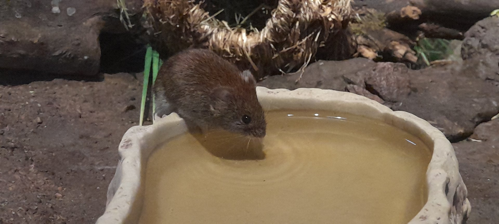 Bank vole (Myodes glareolus)