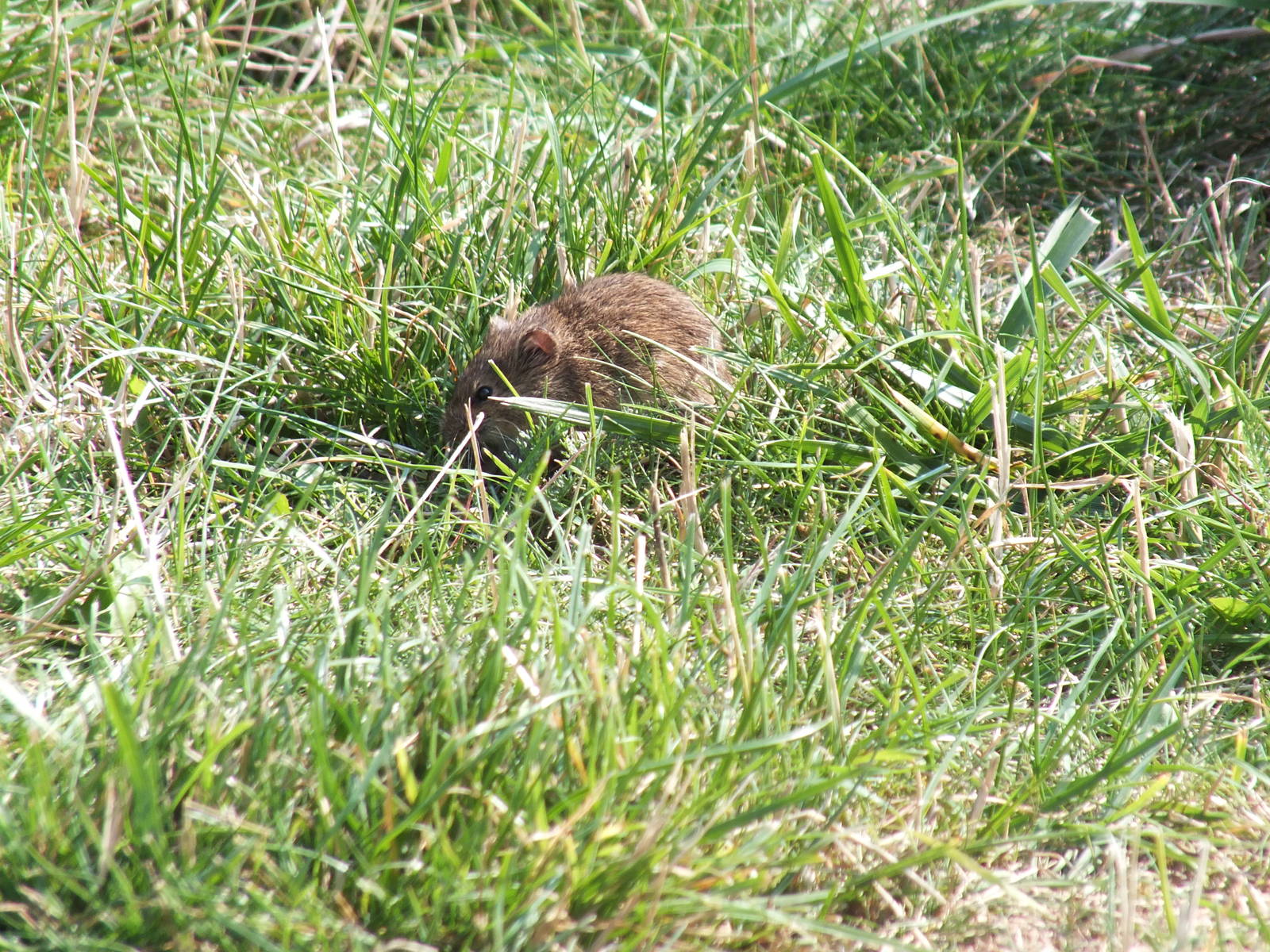 Bank Vole