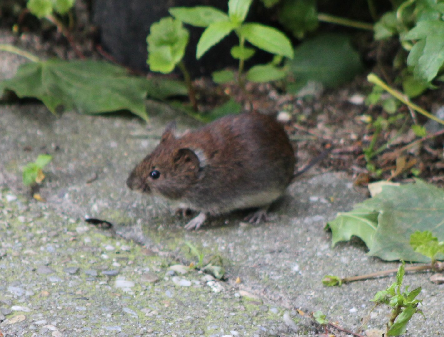 Bank Vole