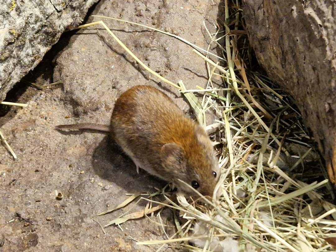 Bank vole