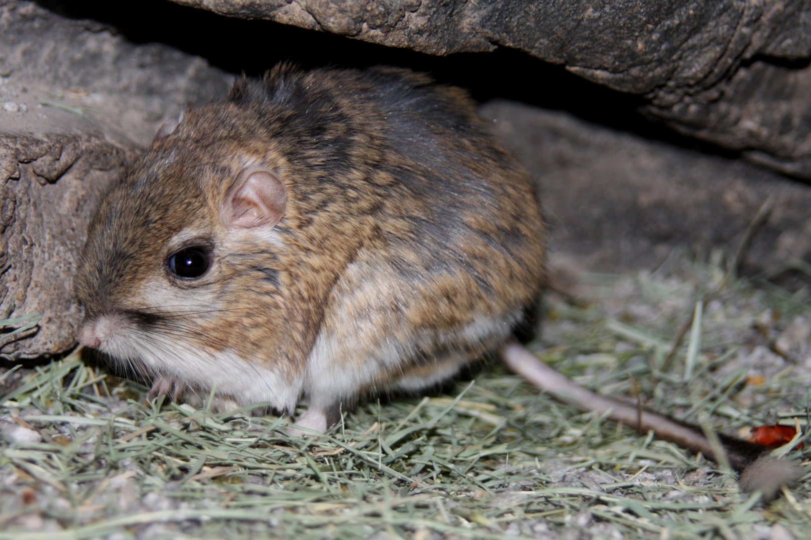 banner-tailed kangaroo rat (Dipodomys spectabilis) 2010