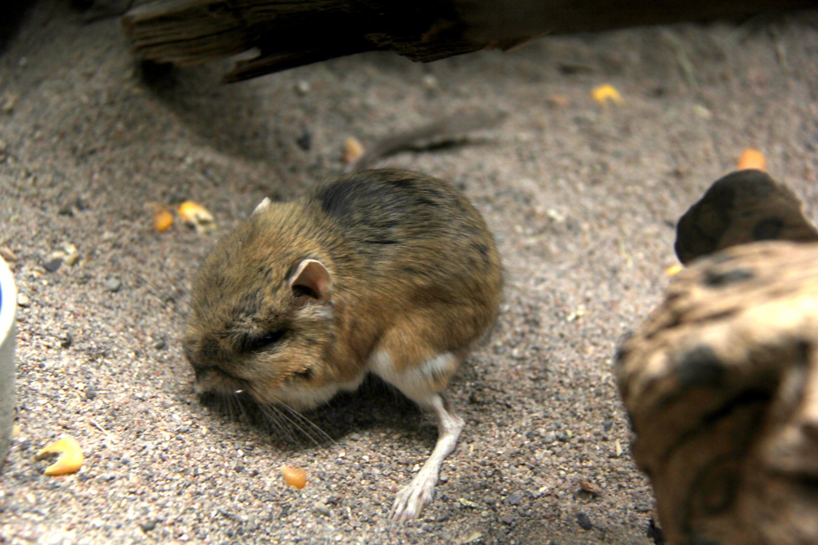 banner-tailed kangaroo rat (Dipodomys spectabilis)