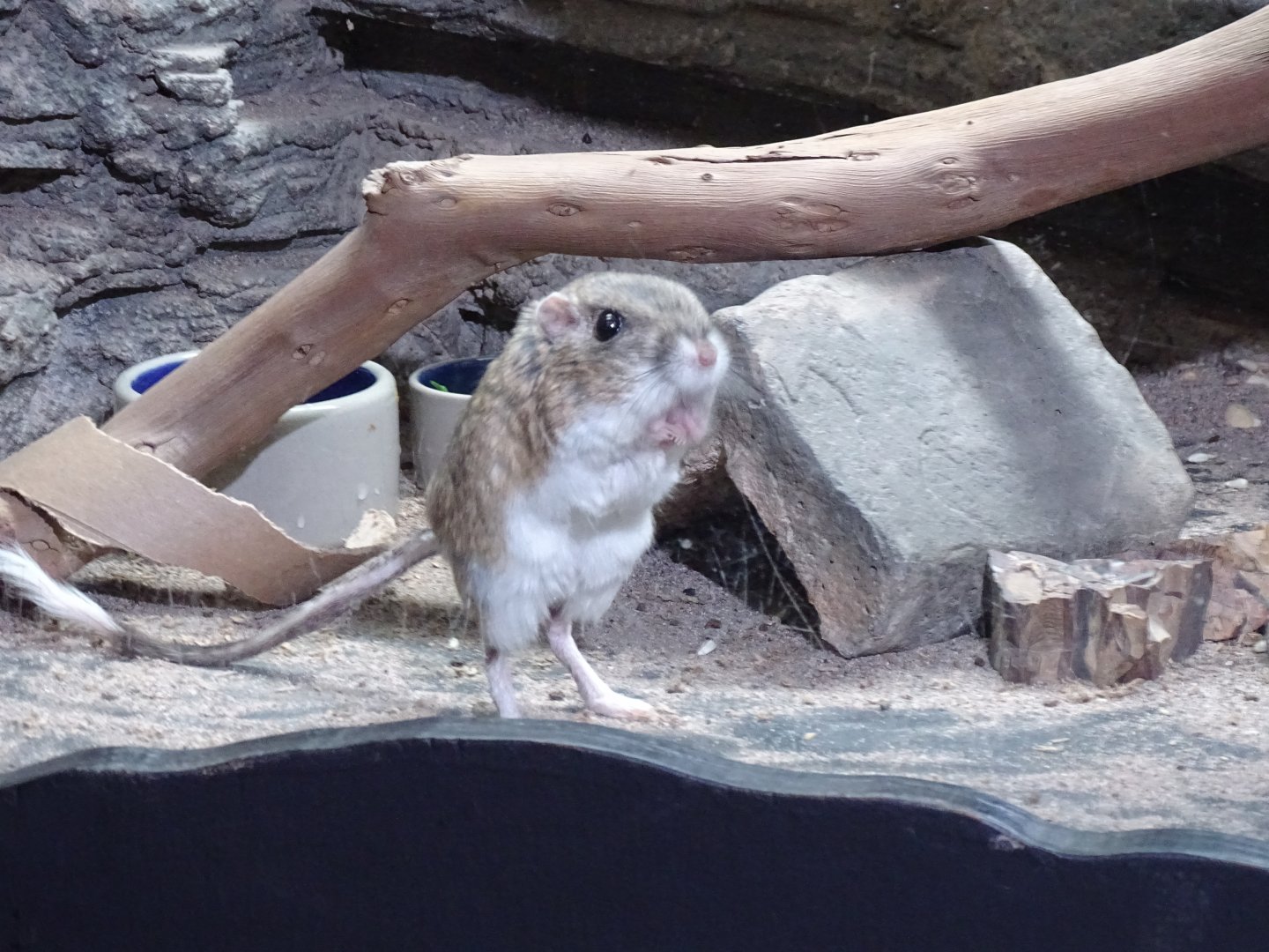 Banner-tailed kangaroo rat (Dipodomys spectabilis)