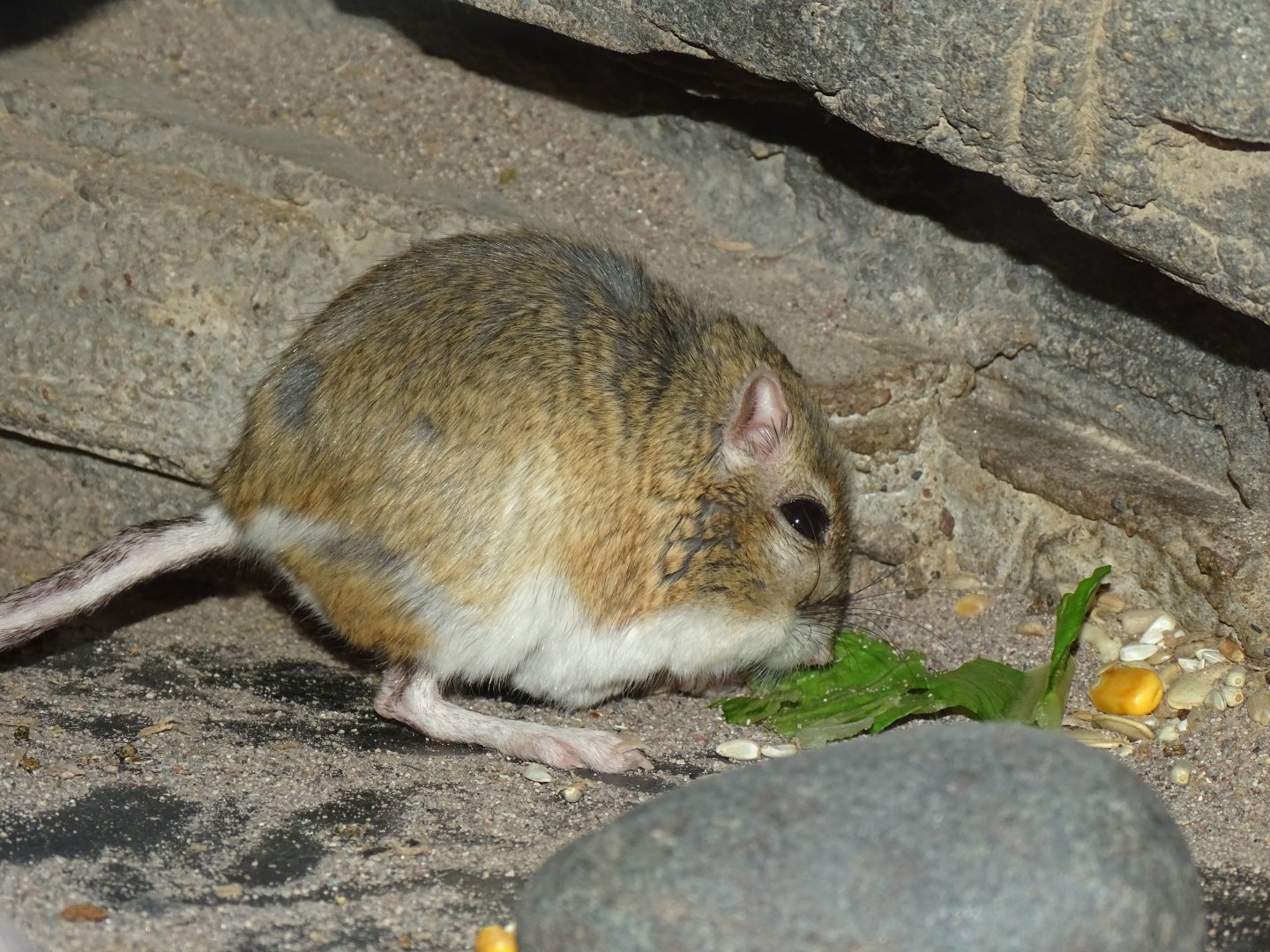 Banner-tailed kangaroo rat (Dipodomys spectabilis)
