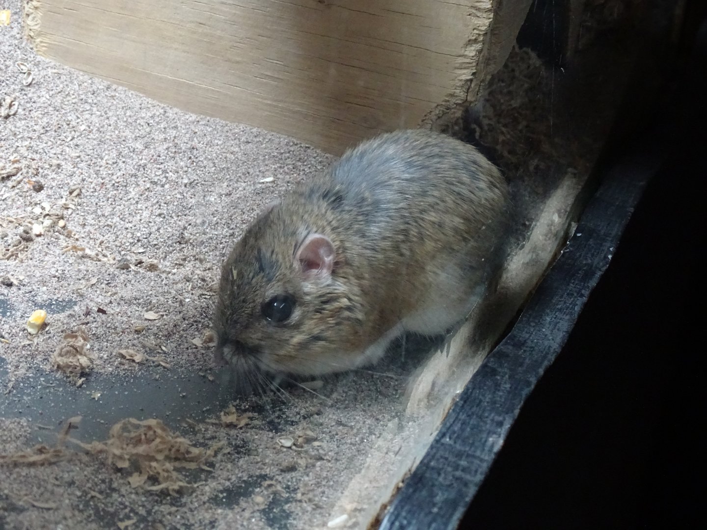 Banner-tailed kangaroo rat (Dipodomys spectabilis)