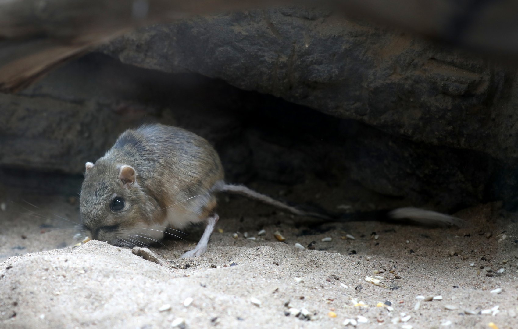 banner-tailed kangaroo rat (Dipodomys spectabilis)