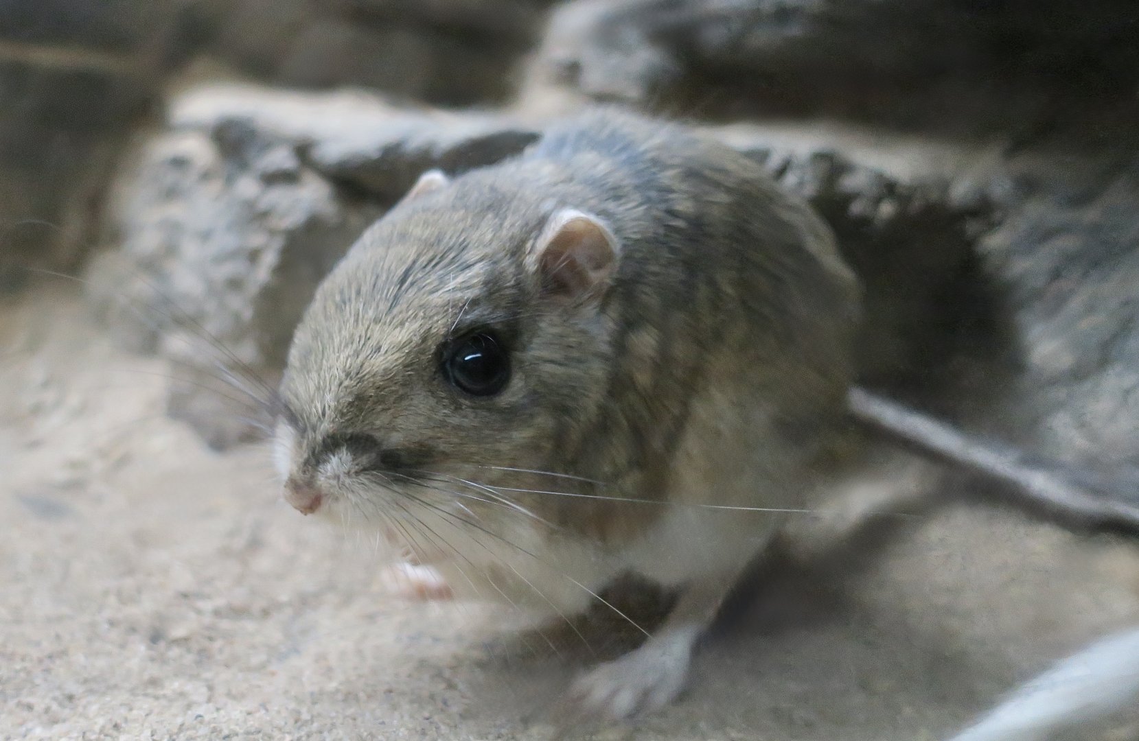 Banner-Tailed Kangaroo Rat (Dipodomys spectabilis)
